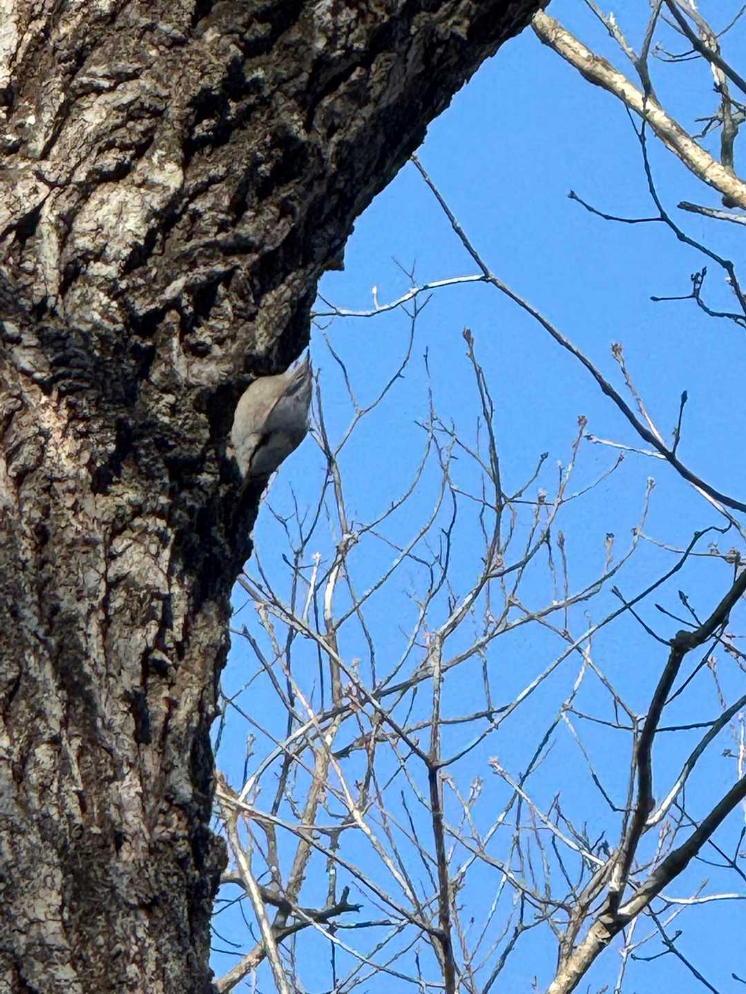 野鳥が木をつついてた
キツツキかなぁ🤔