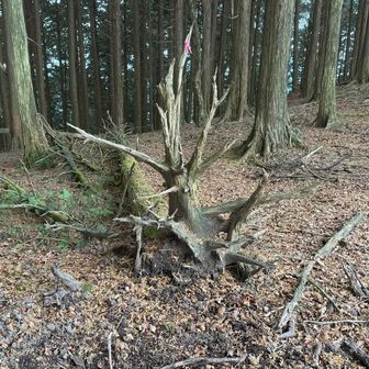 お次の石楠花の頭はアッチれす！ってどっちなん🤣😂❗️今思えば、あながち間違ってなかったね😁❗️