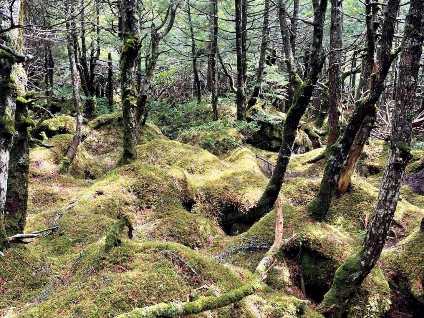 白駒池コース | 苔むした原生林と神秘の水面。北八ヶ岳特有の情景を見下ろす岩峰の写真