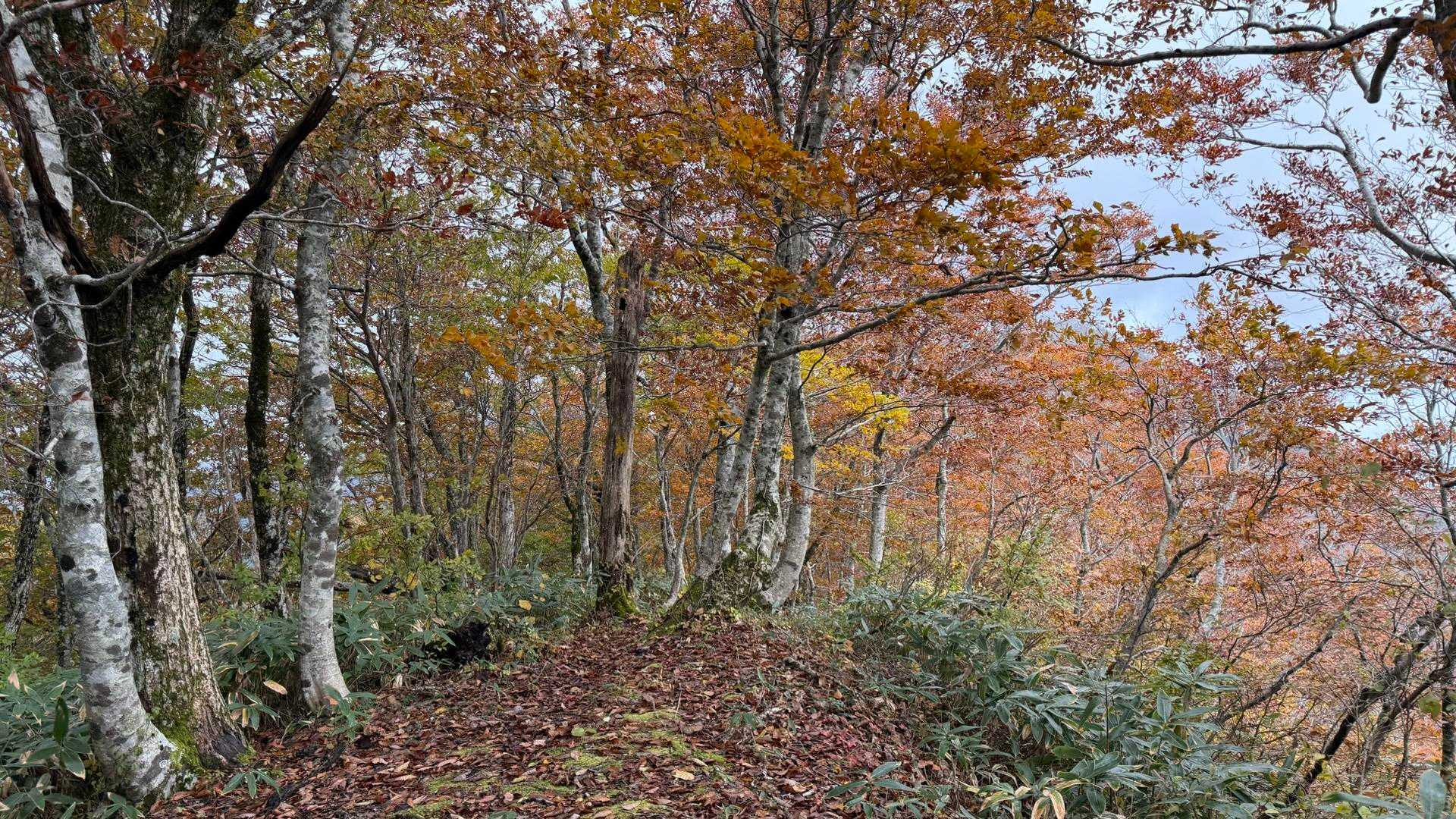 紅葉🍁が進んでます❗️