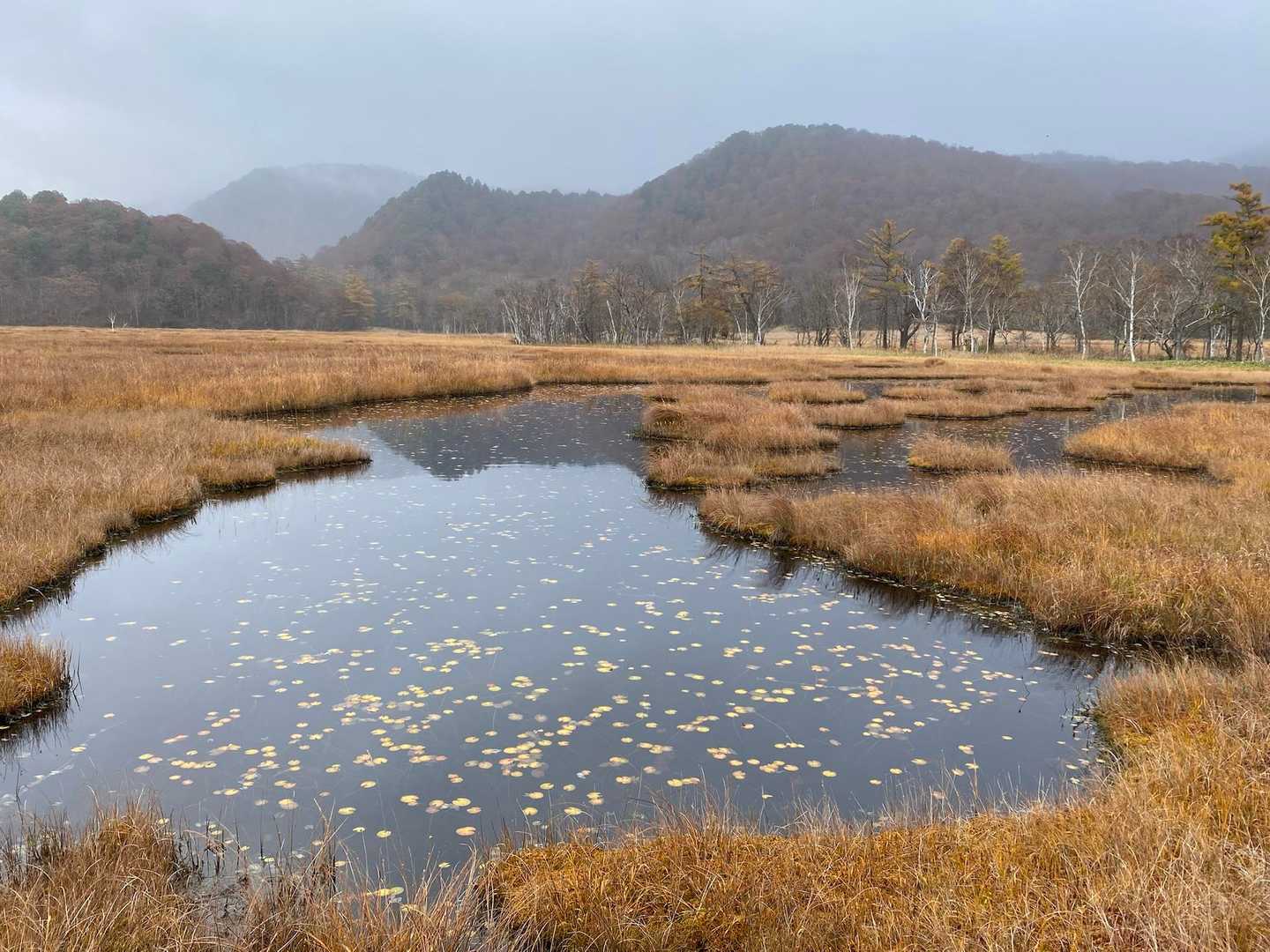 鳩待峠-横田代-中原山-アヤメ平 周回コースの写真