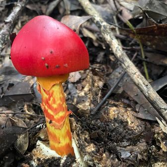 茎の模様がはっきり，素晴らしい🍄
この模様がタマゴダケの特徴らしいです、