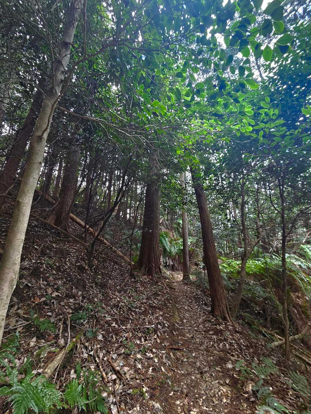暗くて、ちょっと怖いけど
道あるから…