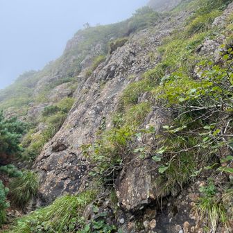 旧道コースの山頂直下。