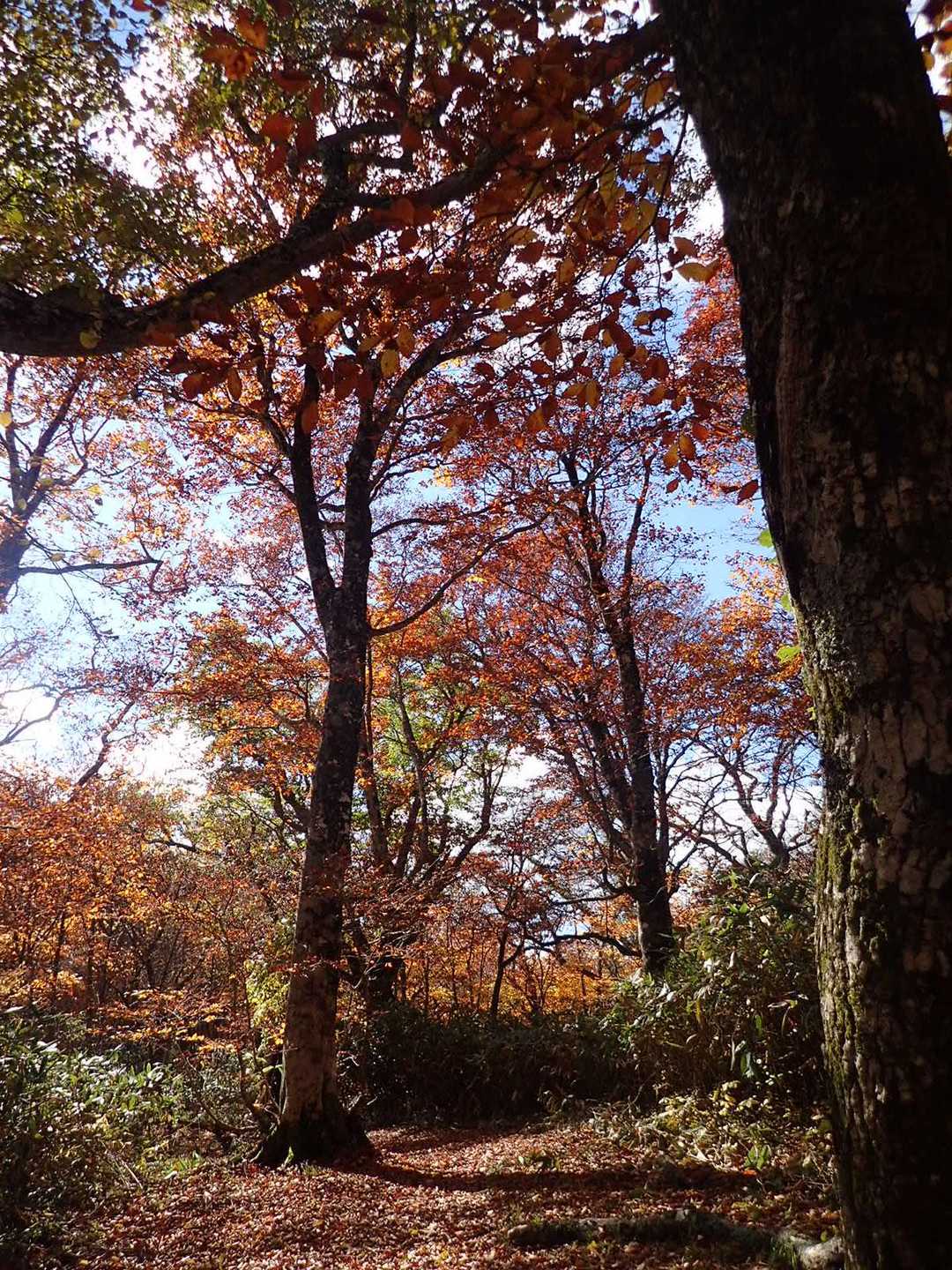 泉ヶ岳-北泉ヶ岳 往復コースの写真