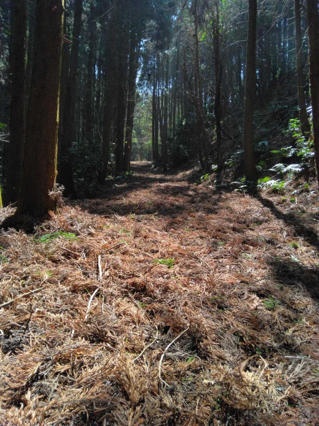 この辺りは、杉と檜の下刈りなどのお手入れがされてるようです。