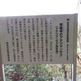 高知も春先にいきたい