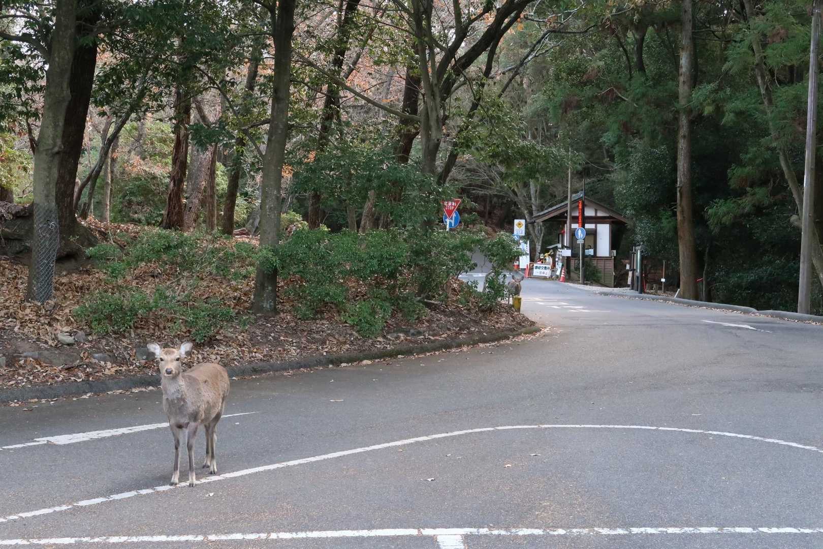 若草山山頂⛰️へは、春日奥山道路で近くの駐車場🅿️(私が立っている場所の後ろ側)まで自動車で登ることが出来ます🚙。

左端に鹿さん🦌がいます。山道にも沢山いました😀。ちなみに右側の建物は鎌研交番所になり、遊歩道🚶‍♂️はそこを右に下っていきます😉。