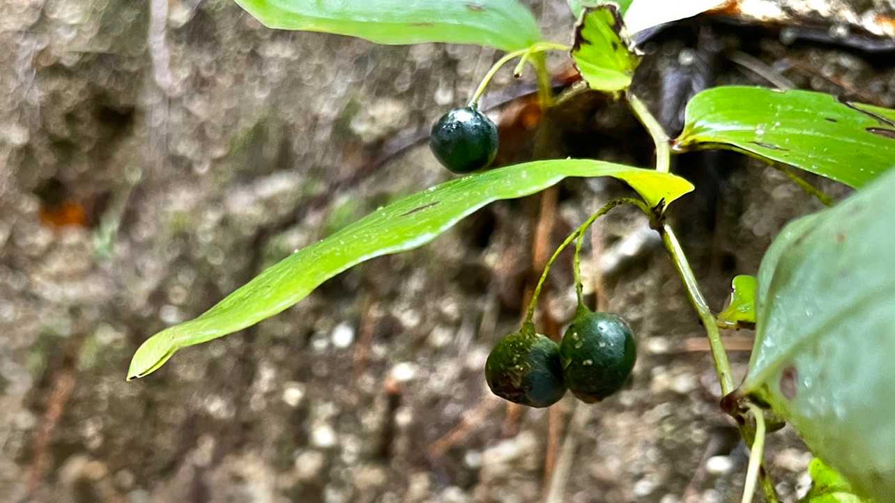 さくらんぼ🍒みたいな黒い実
なんだろう〜？