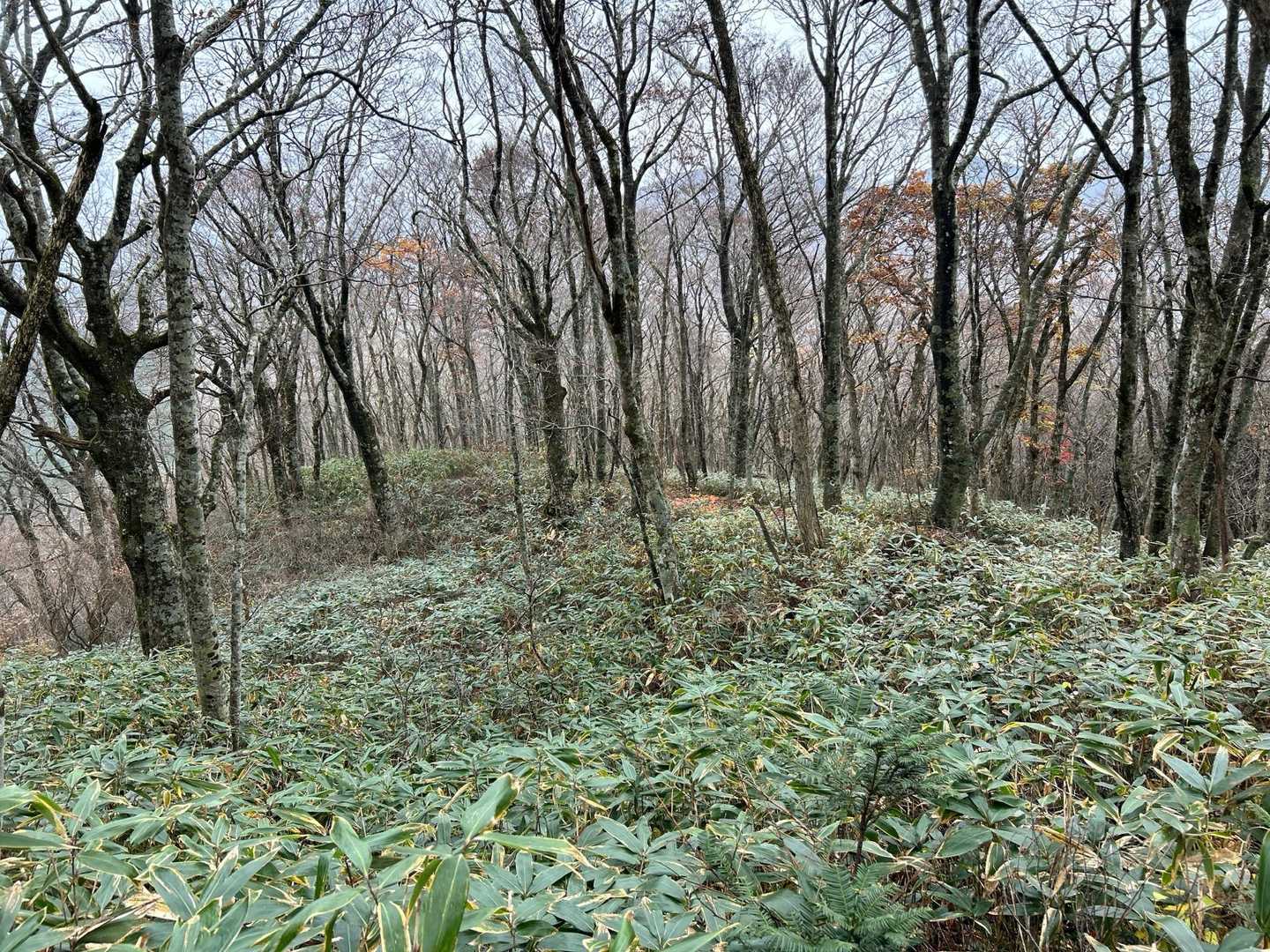 牛曳山登山口-伊良谷山-毛無山-出雲峠-比婆山 周回コースの写真