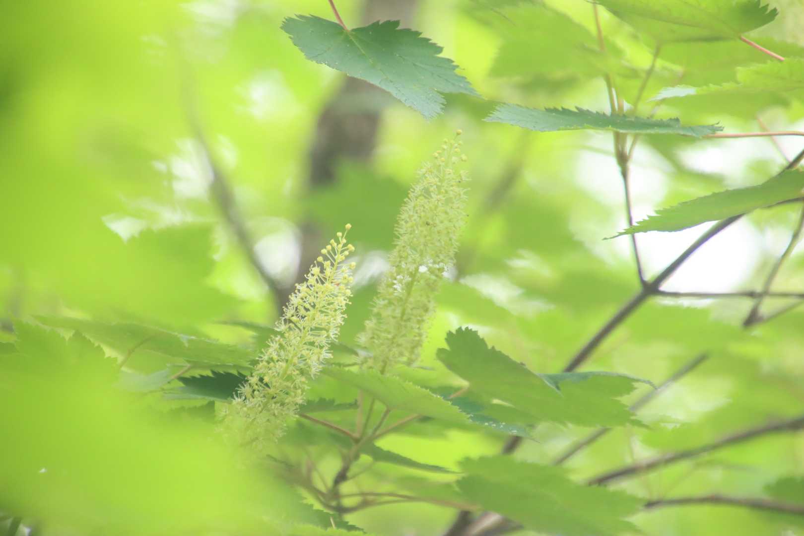 オガラバナ
だって