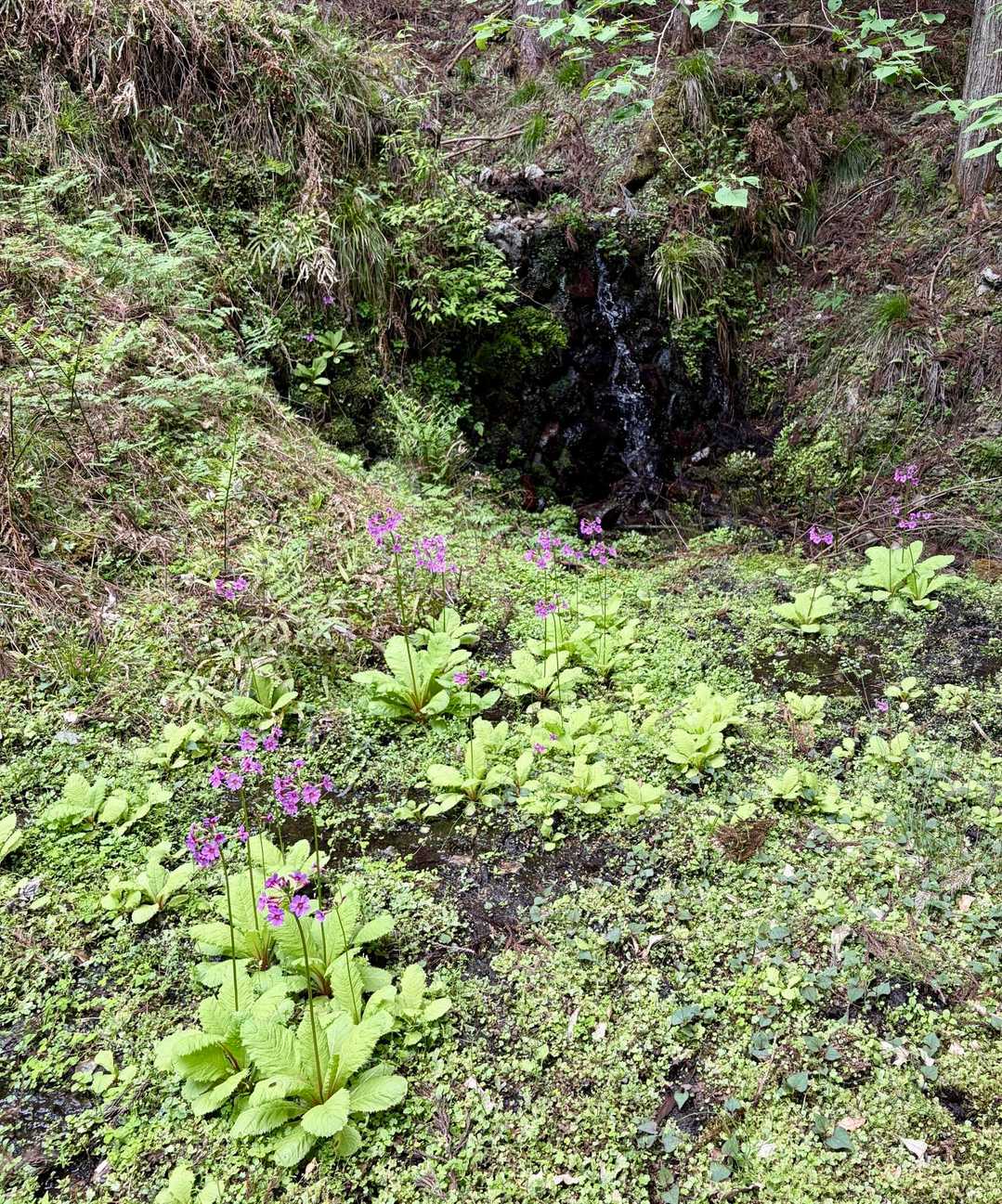滝の前の湿地にクリンソウ