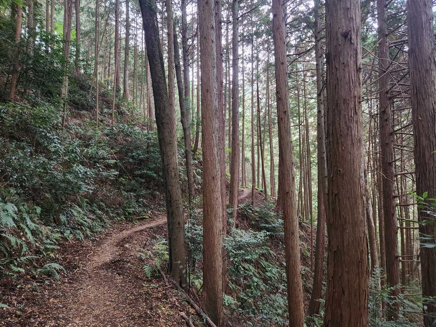 誰も歩いてない
ソロは少し不安なるんだよねぇ