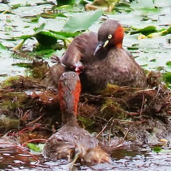 パパが食事を運んでくれます