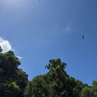 鷹🦅？？