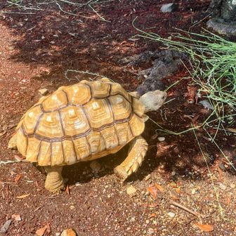 亀🐢〜‼️