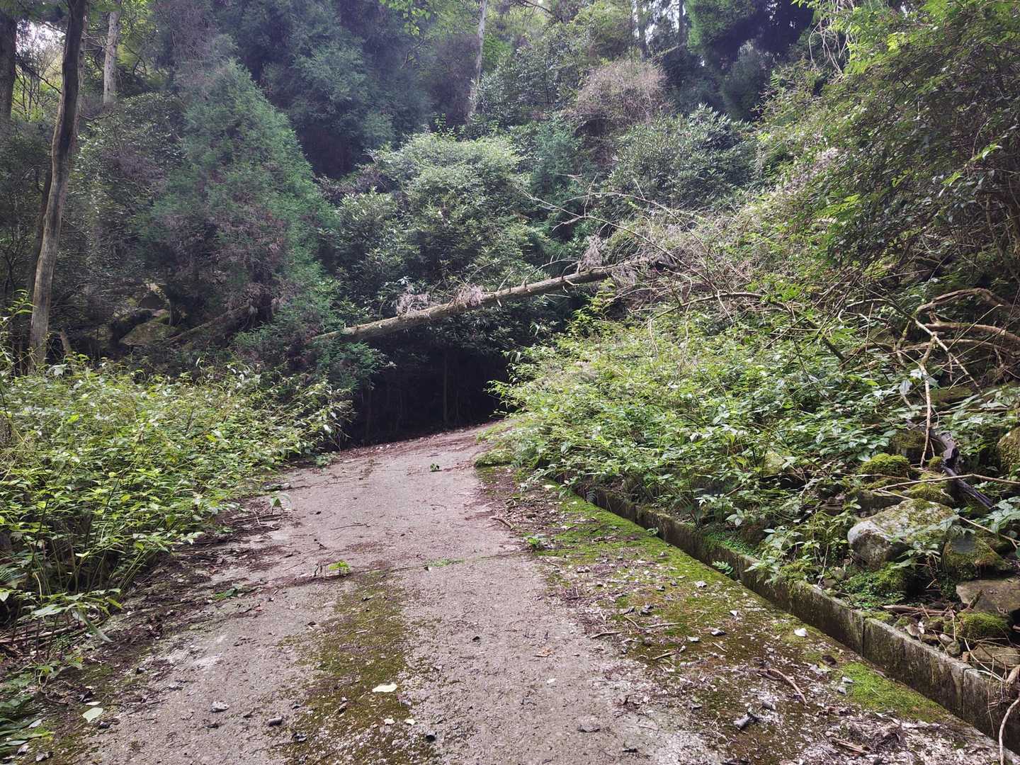 倒木が地面まで落ちずにとおもったら、つっかえ棒で地面まで落ちないようになってました。