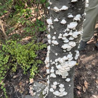 菌糸が枯れた木を自然に還してくれてる🙏