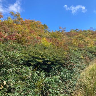 紅葉