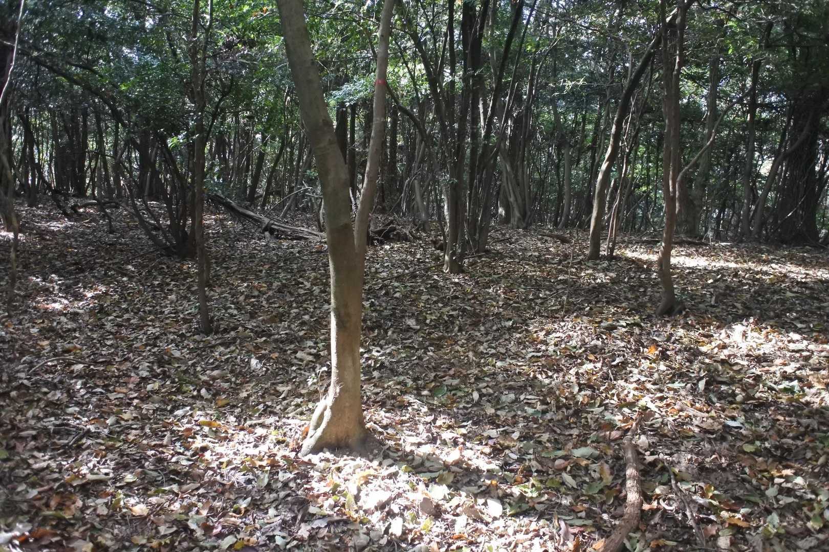 この奥がYAMAP的山頂がある