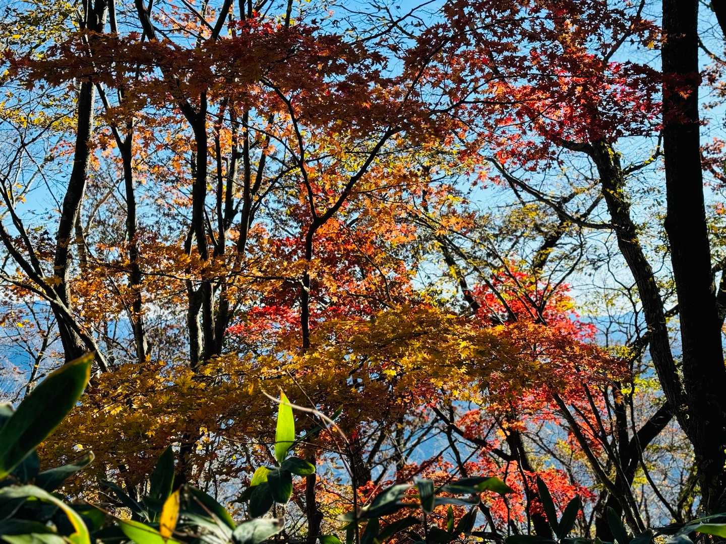 大峰沼登山口-大峰山-吾妻耶山 周回コースの写真