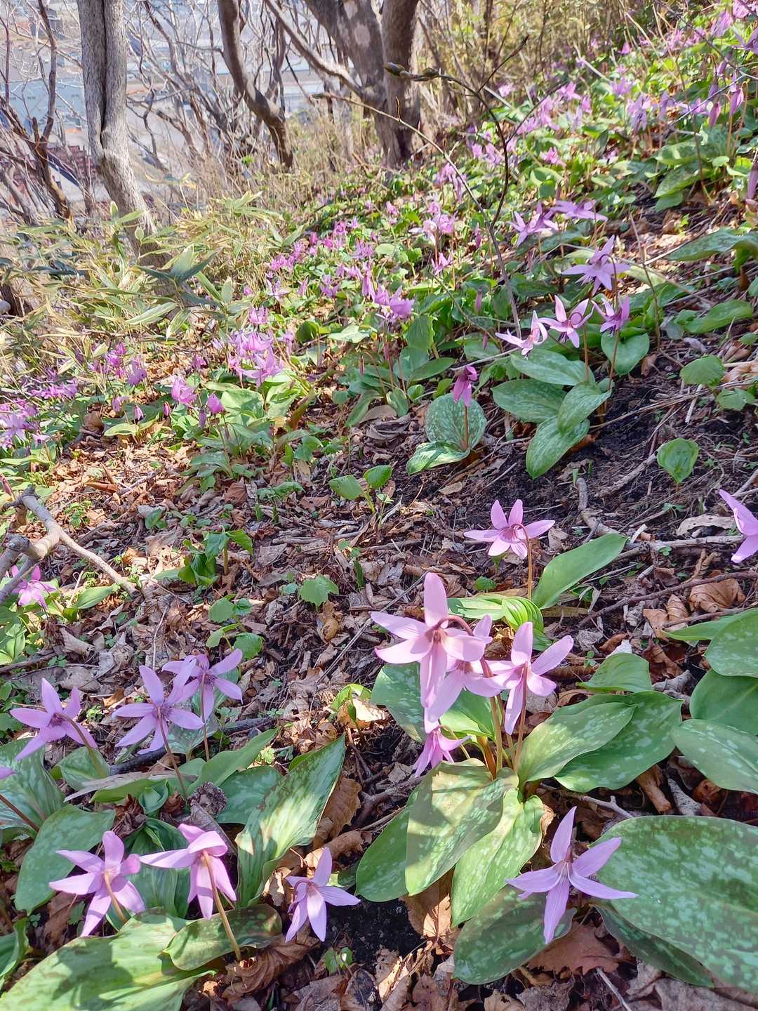 山頂では気お付けつけないと踏んでしまいそうです　🌸