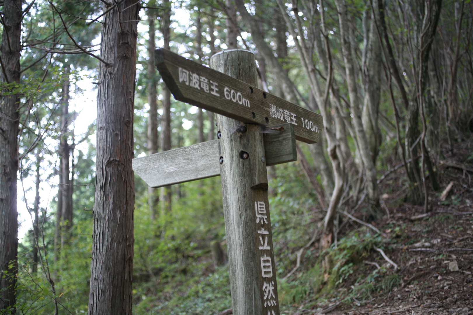 竜王山-竜王山 往復コースの写真