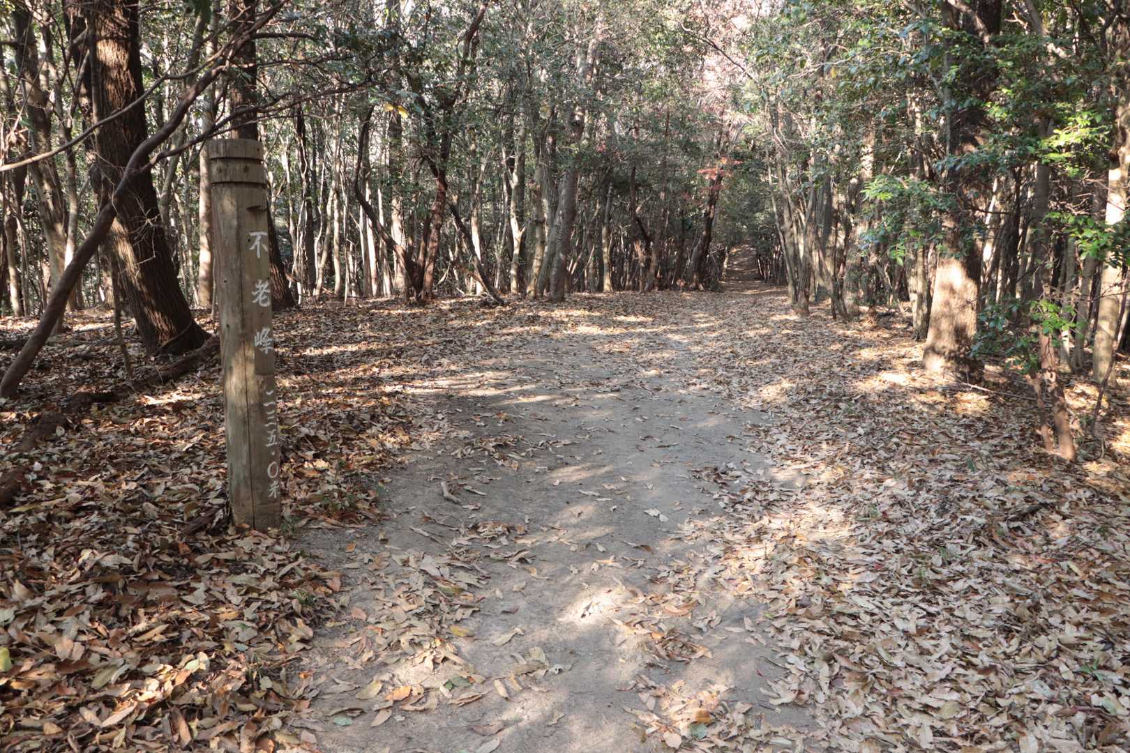 ここ『不老峰(235m)』もピークなの？