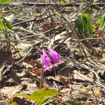 カタクリ
種から育ったものです