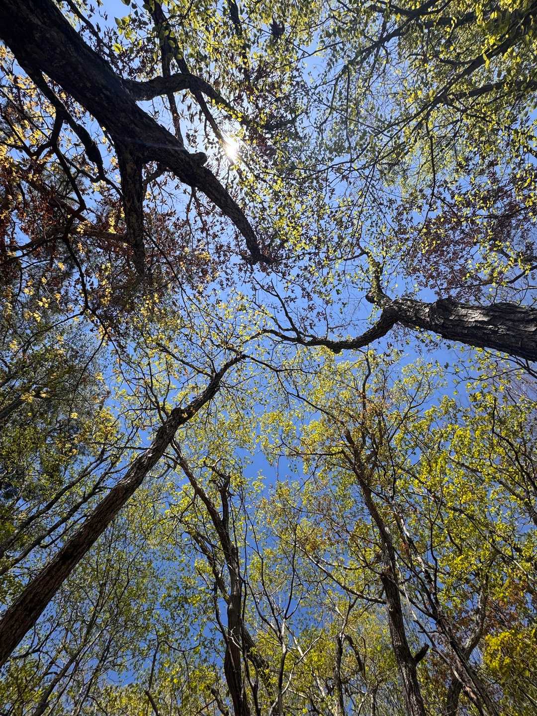 鳥坂トンネルバス停-鳥坂峠-春日沢ノ頭-春日山 往復コースの写真