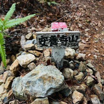 久々の安養寺山