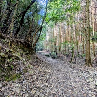 林道を登り返します。