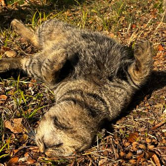 猫ちゃーーん！！！🥰🥰