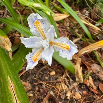 シャガ、たくさん咲いていました