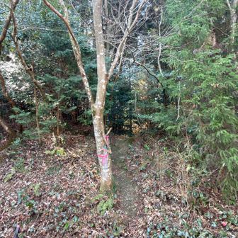 ここから取りつきます