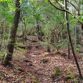 由布岳への登り。