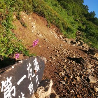 花園らしい