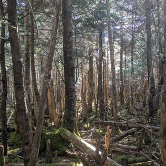 あたりはこんな感じ