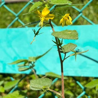 カラスのゴマ　高尾山には、数え切れないほど来ていますが、初めて見る花です。😍