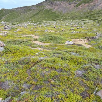 ここも面白い景色ですね。植物が岩と共にグリッドになっている。