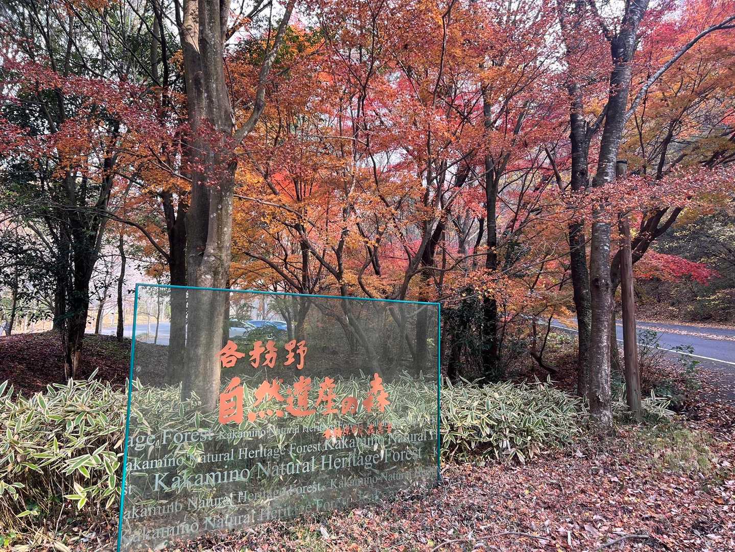 紅葉見に行こうよ〜♫
今年は真っ赤になりました〜🍁