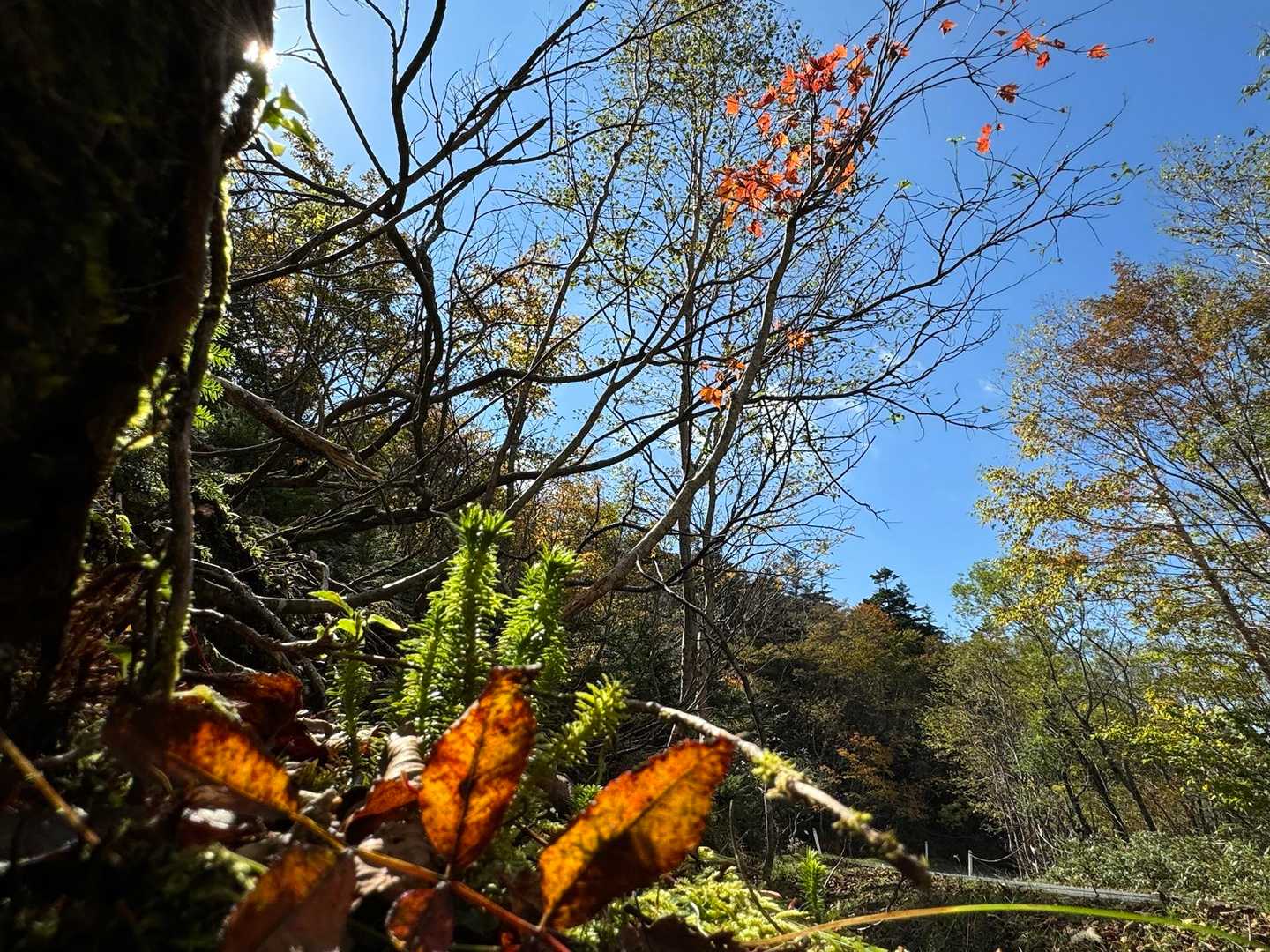 朝は少し薄暗くて