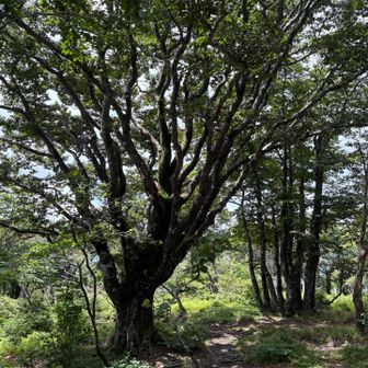 武奈ヶ岳というだけあって立派なブナが多いです