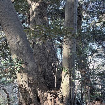 大きな木
迫力があります