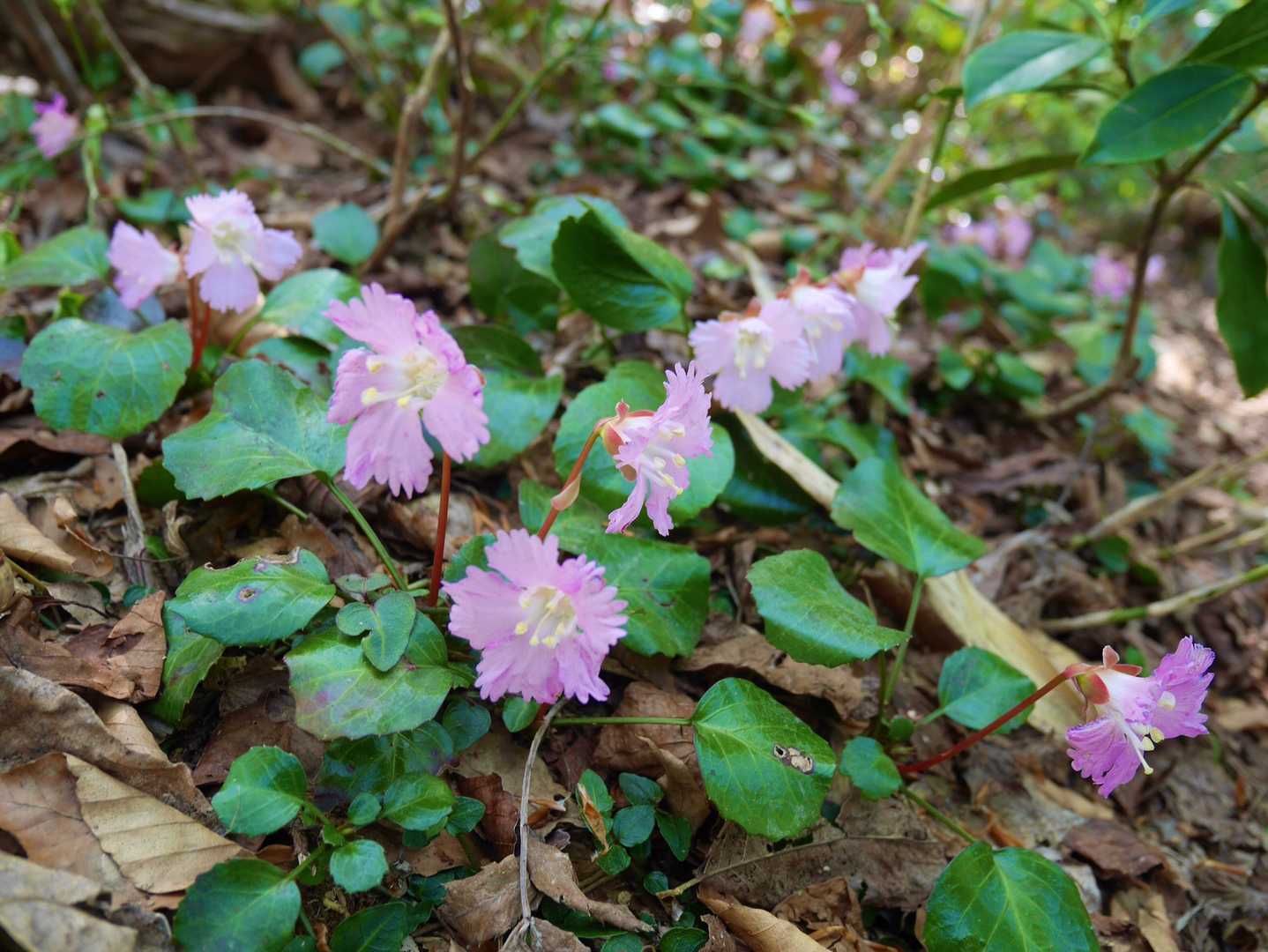 歩き始めるとさっそく、いわうちわの群生がお出迎え。