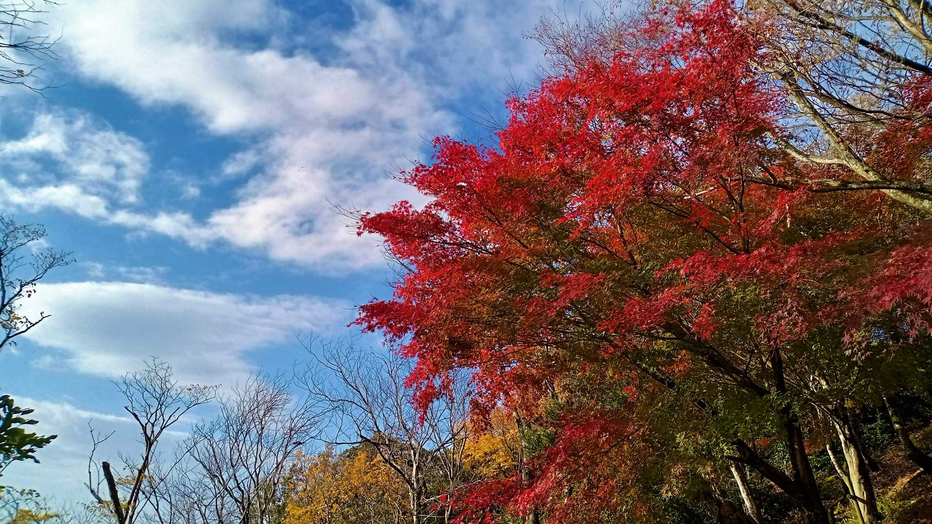 山本山-熊野越-西野峠-西野山-湖北丸山-賤ヶ岳-賤ヶ岳登 縦走コースの写真