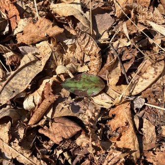 カタクリの葉がチラホラ