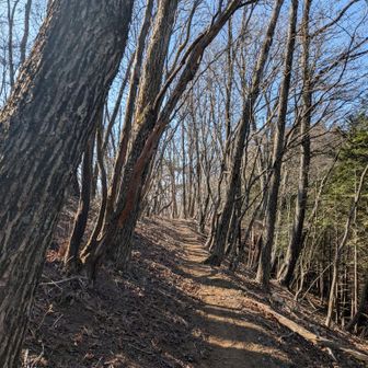 冬の尾根道ですねぇ〜