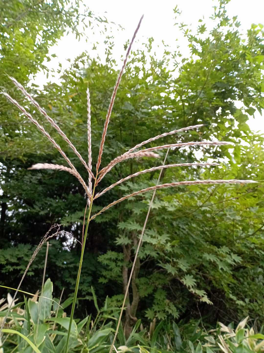 ススキ