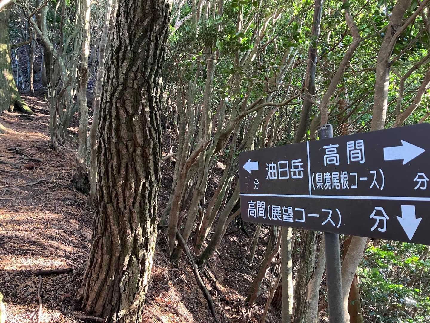 穏やかで良い登山道です♪